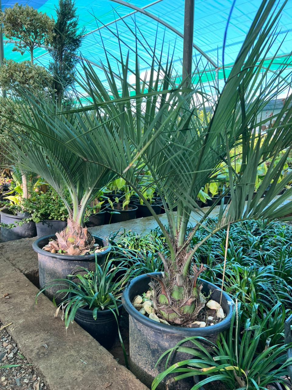butia capitata